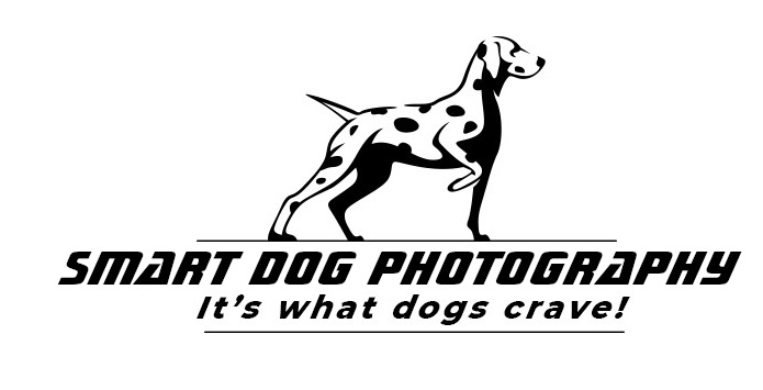 Everett Dog Photography